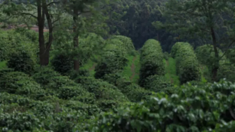 Ferramenta inédita calcula emissões de carbono na cafeicultura
