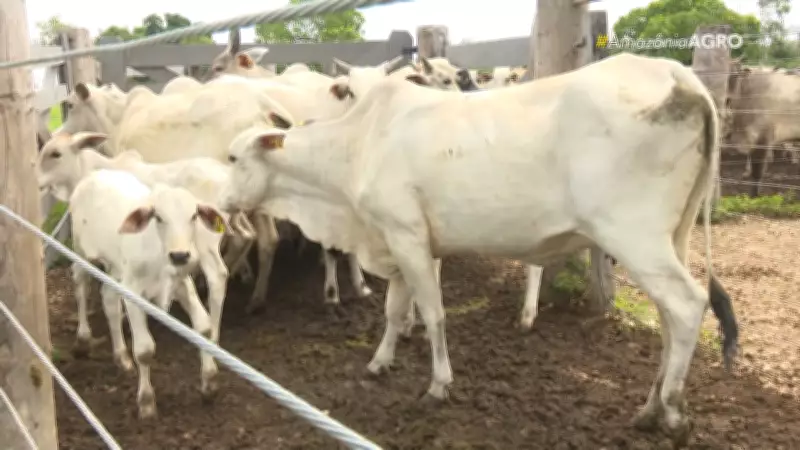 Fertilização in vitro acelera melhoramento genético de rebanhos em Roraima