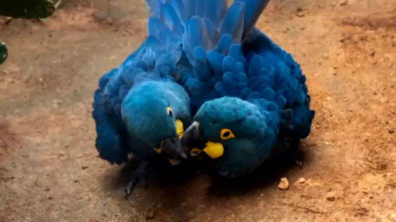 Fidelidade animal: arara-azul e lobo-guará como exemplos de estratégia de sobrevivência