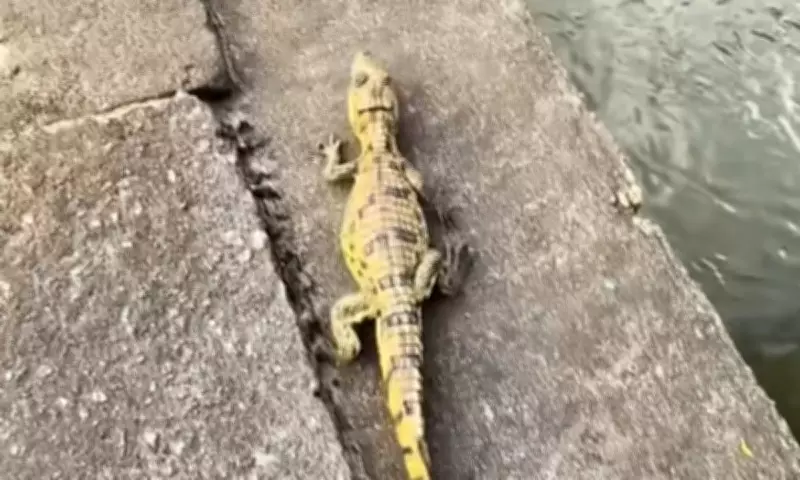 Filhote de jacaré resgatado em pneu por motoboy é solto em igarapé em Manaus