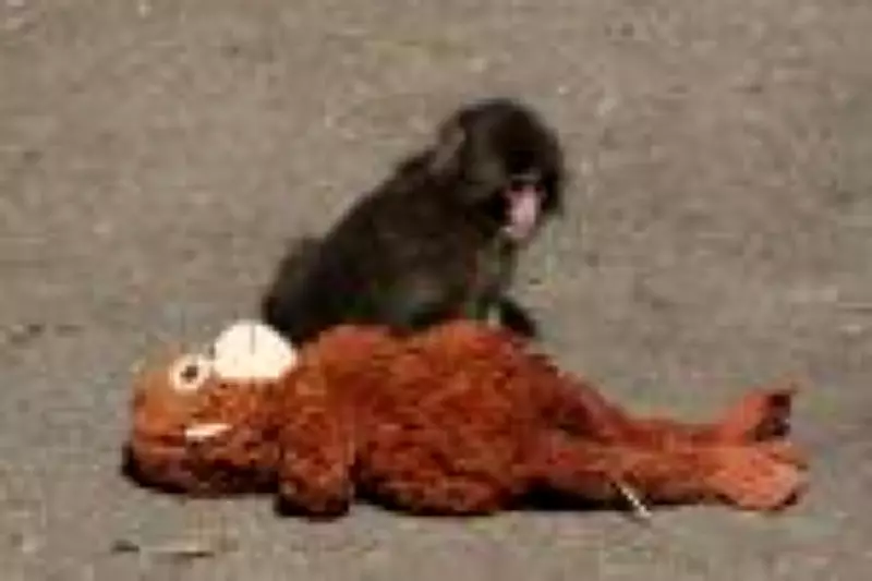 Filhote de macaco que viralizou com pelúcia vira astro no Japão e salva zoológico