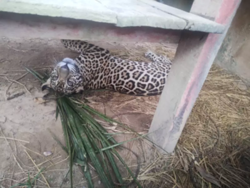 Filhote de onça-pintada resgatado na Amazônia é transportado de avião para Brasília