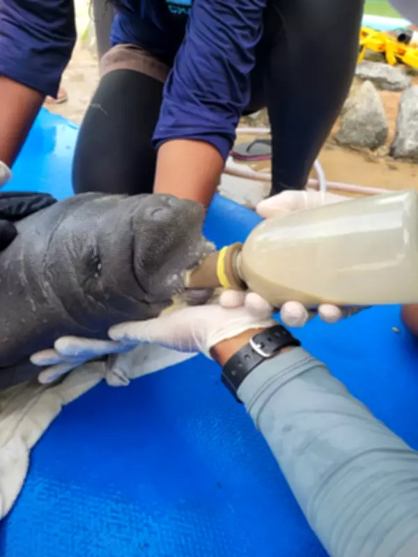Filhote de peixe-boi-marinho resgatado após encalhar na Paraíba