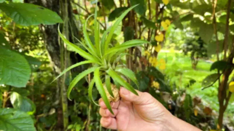 Fitoterapeuta cultiva mais de 170 espécies medicinais em sítio em MG