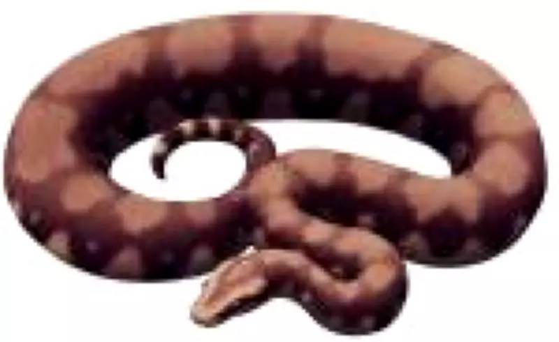 Fóssil de serpente gigante 'Vasuki indicus' é descoberto na Índia