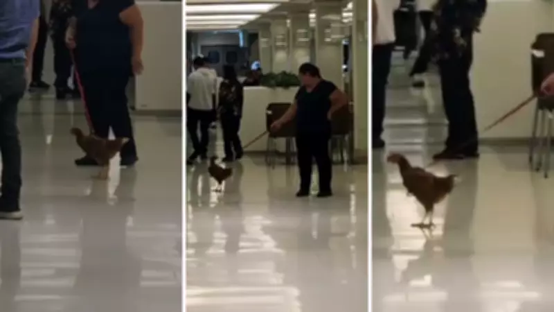 Galinha de estimação passeia de coleira em shopping e vídeo viraliza