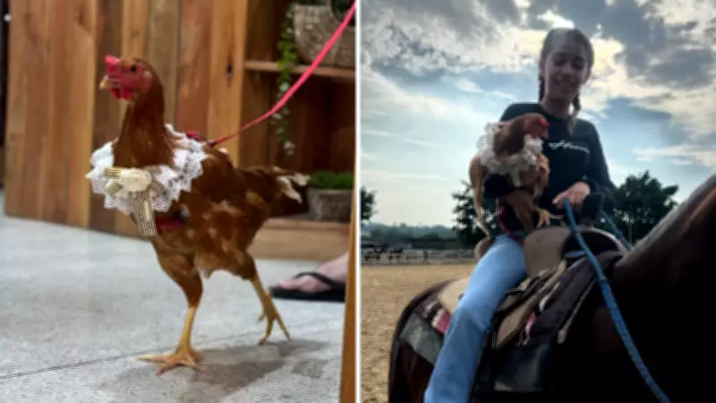 Galinha de estimação passeia de coleira em shopping no interior de SP