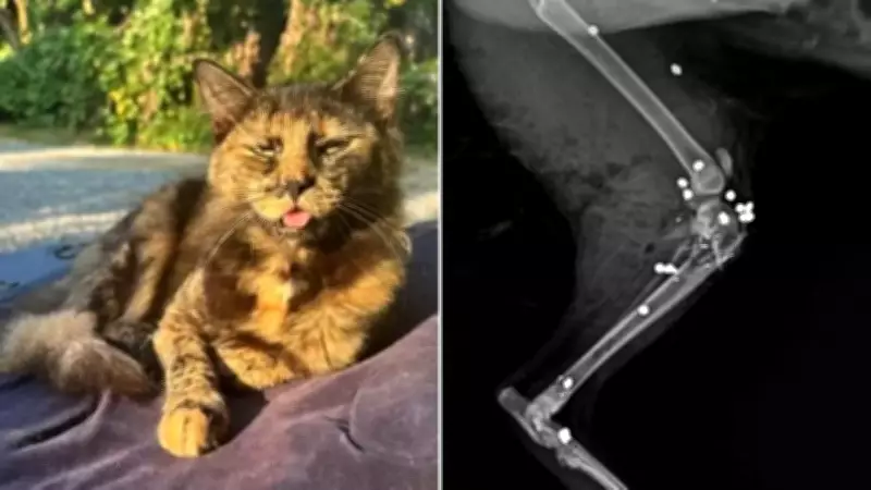 Gata é alvejada com 27 tiros de espingarda em Joinville (SC)