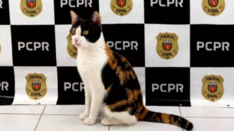 Gata Mimi é resgatada pela Polícia Civil do Paraná após furto em Cascavel