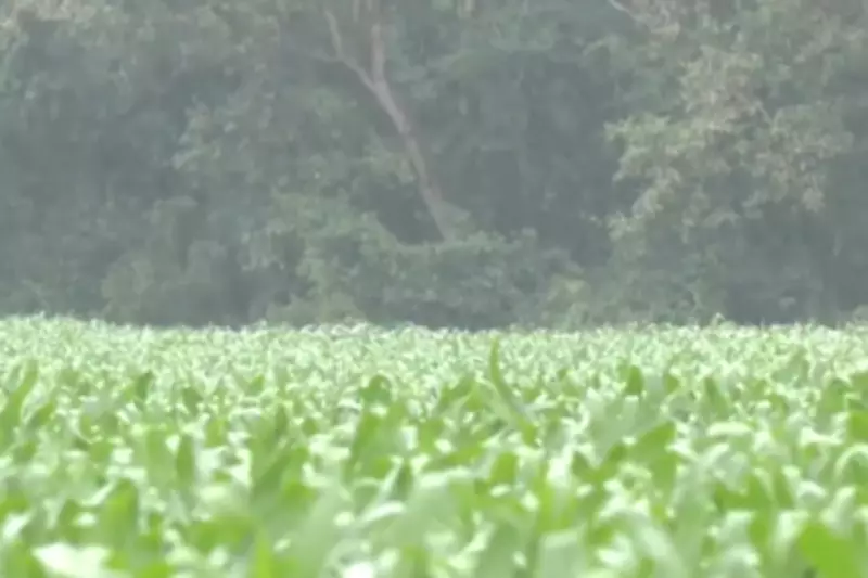 Geada ameaça lavouras de milho e feijão em Mato Grosso do Sul