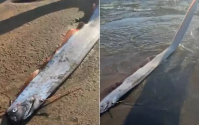 Goianos encontram raro 'peixe do fim do mundo' em praia na Irlanda
