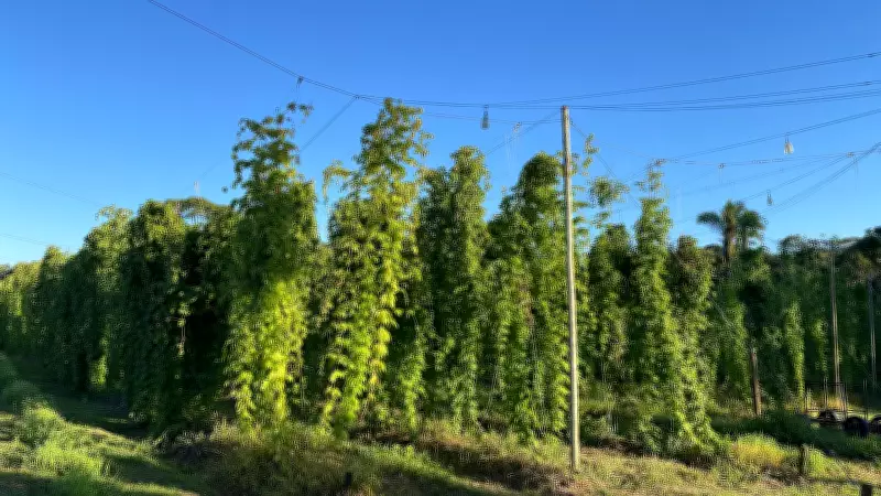 Guia da Esalq/USP ensina como cultivar lúpulo para produção de cerveja