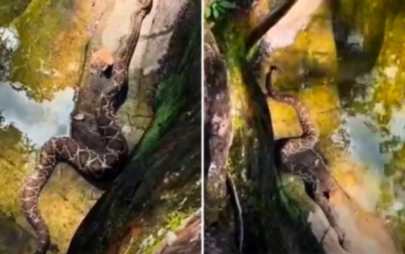 Guia flagra cascavel em trilha em Pirenópolis e alerta sobre segurança