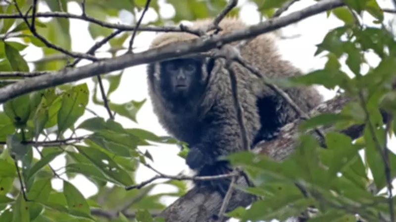 Guigó-da-Caatinga sofre com aglomeração e risco de extinção silenciosa