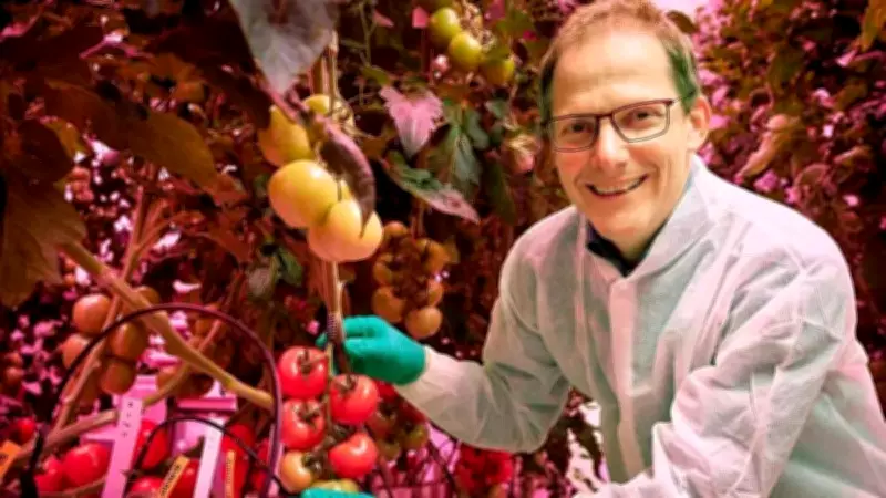 Holanda revoluciona produção agrícola com estufas de alta tecnologia e IA