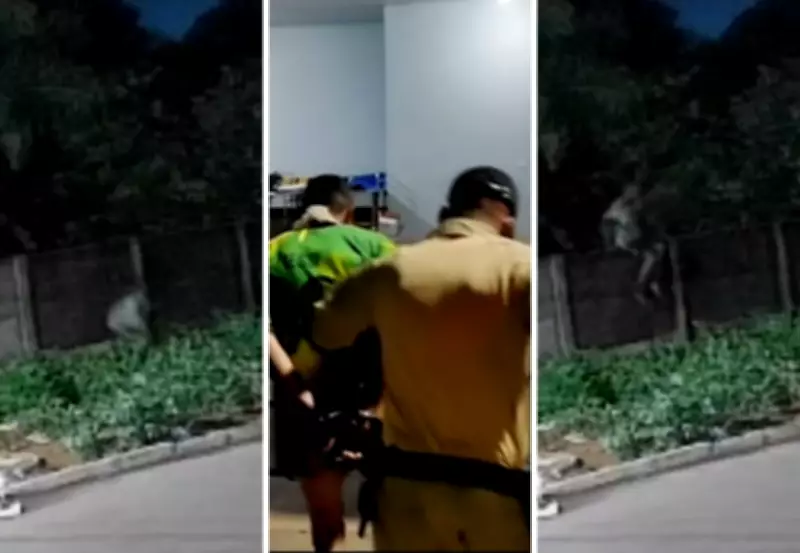 Homem preso em cemitério com marcas de mordida após matar pitbull em Porto Nacional