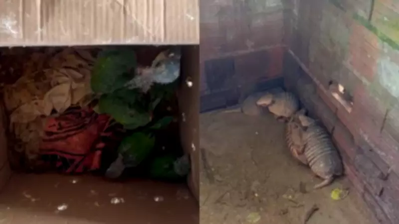 Ibama apreende aves e tatus vendidos por traficante no Ceará; multa é de R$ 60,5 mil