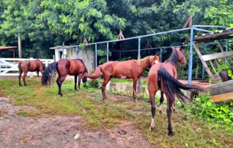 ICMBio apreende quatro cavalos em área protegida de Fernando de Noronha