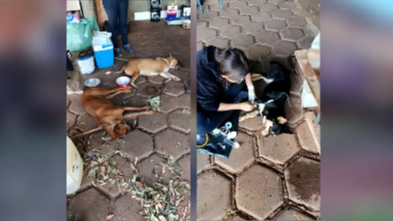 Idoso é preso suspeito de envenenar quatro cachorros em Álvares Florence