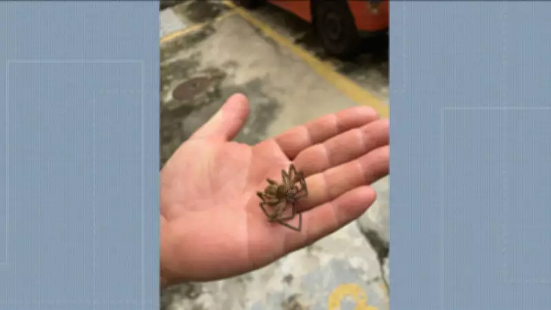 Infestação de aranhas assusta moradores de condomínio em Irajá, no Rio