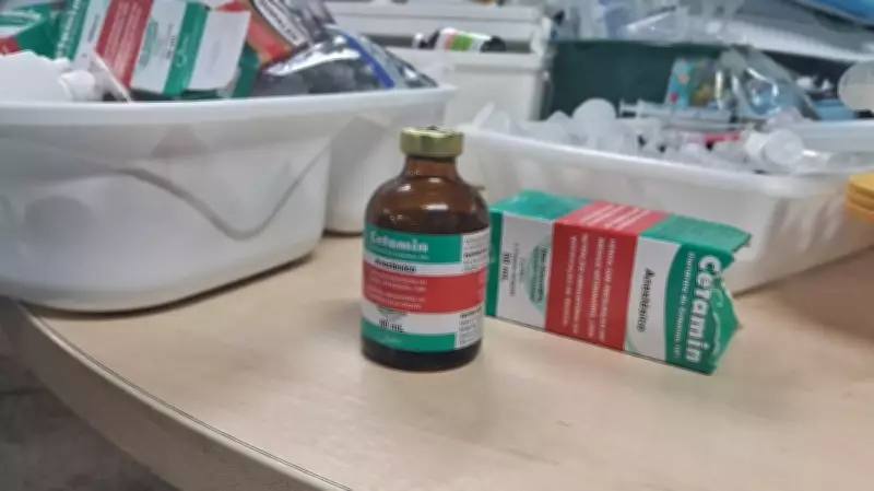 Influenciadora Gabriela Gadelha e namorado presos por tráfico de drogas no AM
