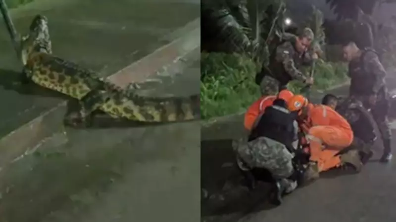 Jacaré de 2 metros é resgatado na BR-232, no Recife