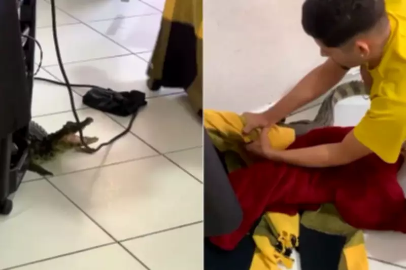 Jacaré invade salão de beleza em Cananéia e é resgatado por moradores