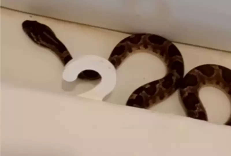 Jararaca é encontrada escondida em vaso sanitário em fazenda no Pantanal de MS