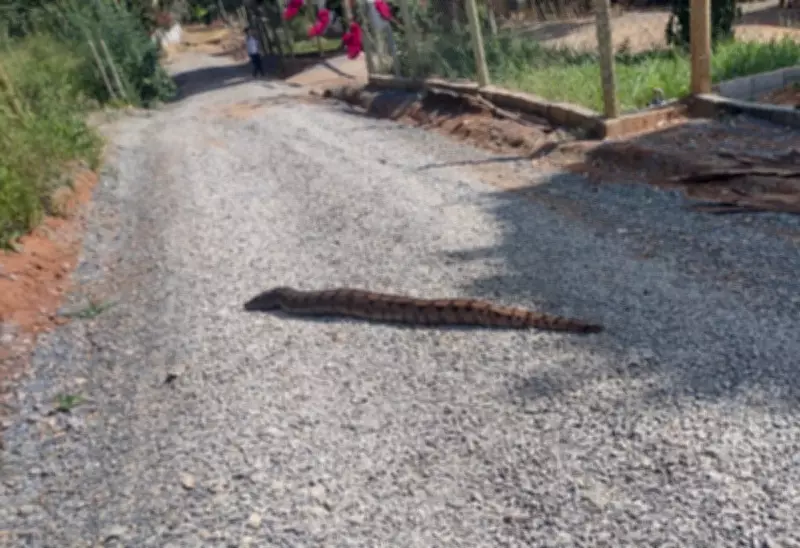 Jiboia de 2 metros é resgatada em quintal de sítio em Arcos, MG