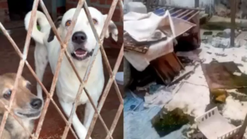 Justiça do PI obriga Estado a abrigar animais de tutores presos
