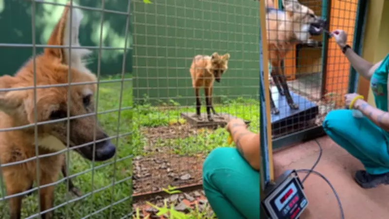 Lobo-guará de 14 anos viraliza ao mostrar treinamento sem estresse em zoo de Rio Preto