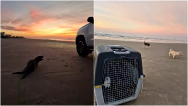 Lobo-marinho morre após ataque de cães em praia de Araranguá, SC
