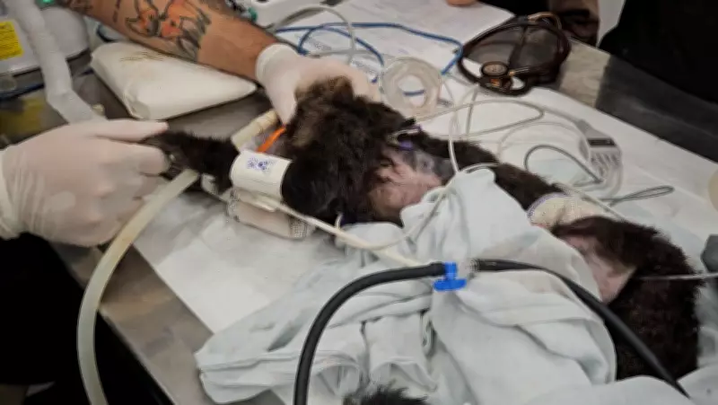 Macaco-prego da UFU causa apagão em bairro de Uberlândia