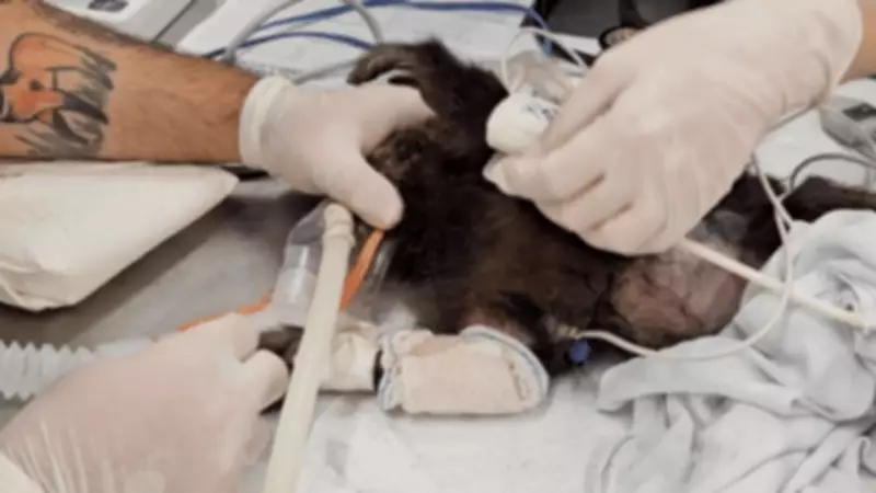 Macaco-prego ferido ao fugir de hospital pede mão de veterinário em tratamento