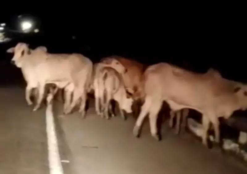 Manada com 50 bois e 4 cavalos invade BR-101 em Pernambuco