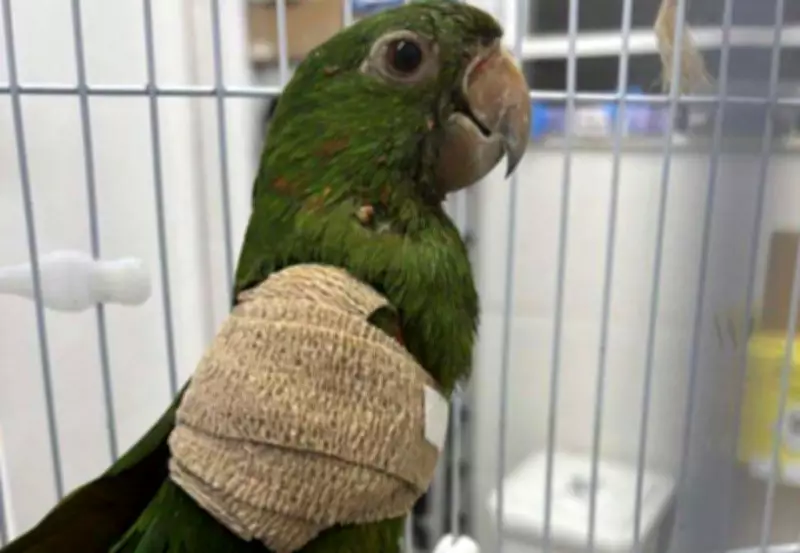 Maritaca ferida na BR-040 é resgatada e devolvida à natureza após três meses