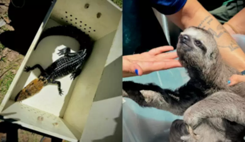Maus-tratos contra animais: Amazonas registra 569 casos de violência em 2025