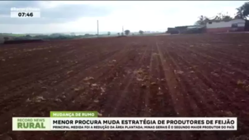 Menor demanda de feijão leva produtores a reduzir área plantada em MG