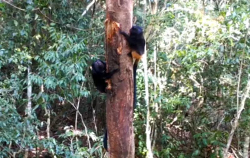Mico-leão-preto: filhote é flagrado por câmeras na Mata Atlântica em SP