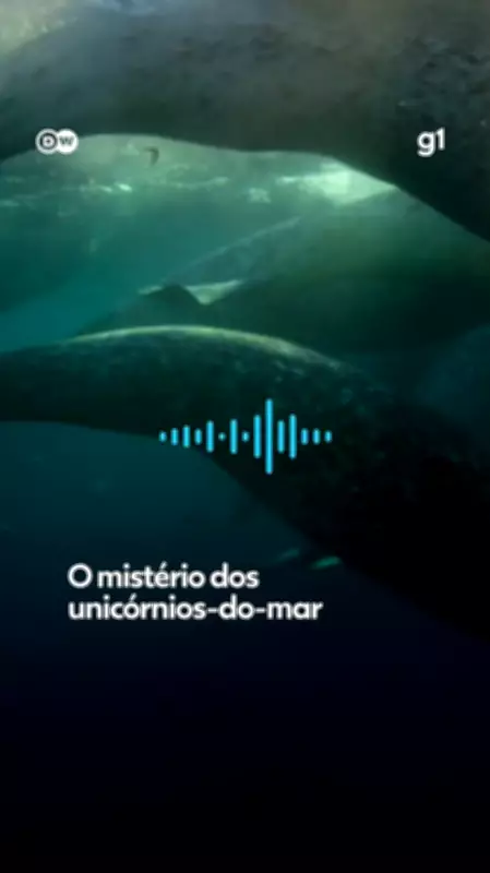 Mistério dos narvais: desaparecimento intriga cientistas no Ártico
