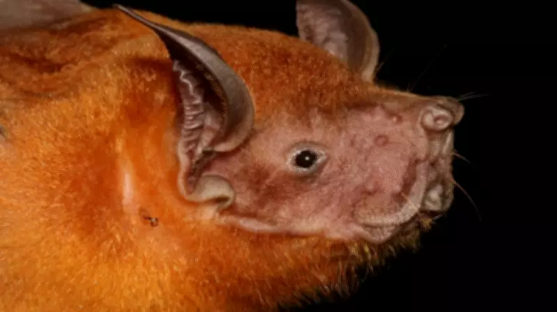 Morcego-pescador: o caçador noturno que transforma a pesca em acrobacia aérea
