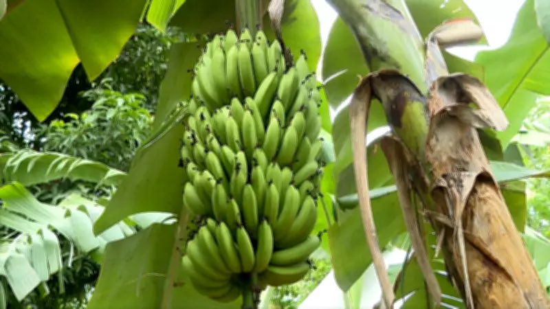 Nova banana Ambrosia, mais doce e resistente, ganha espaço no ES