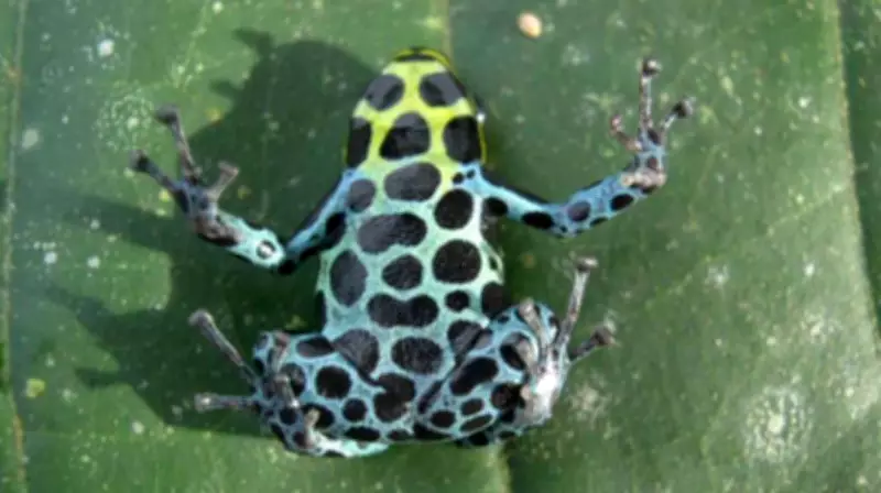 Nova espécie de rã-veneno é descoberta no Acre e no Peru após análise de DNA