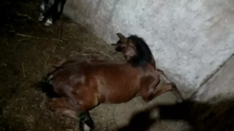 Nove cavalos morrem em Guarulhos após consumir ração contaminada