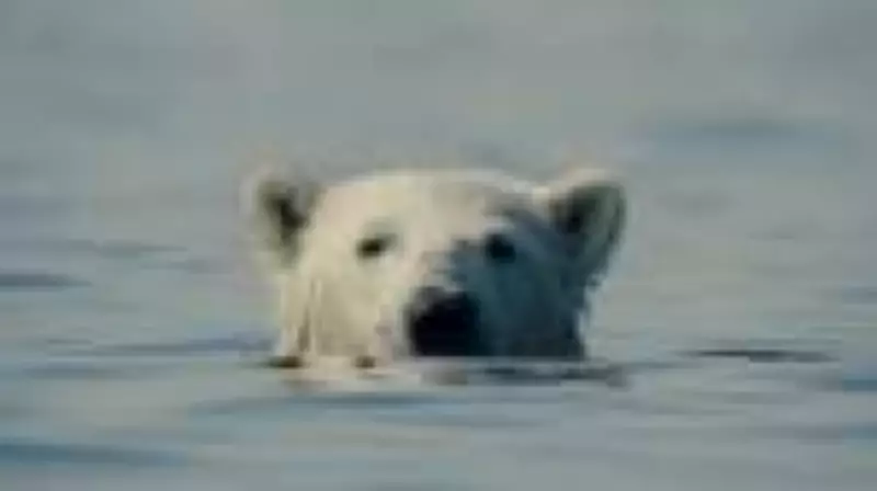 'O Urso Inconveniente' abre 15ª Mostra Ecofalante de Cinema em SP