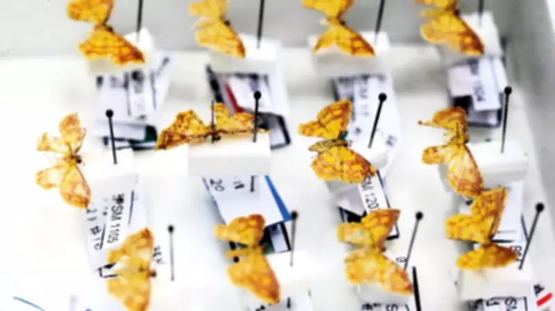 Oito novas mariposas são descobertas e batizadas com nomes de Orixás