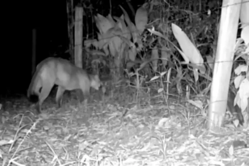 Onça-parda é flagrada por câmera em área rural de Tremembé