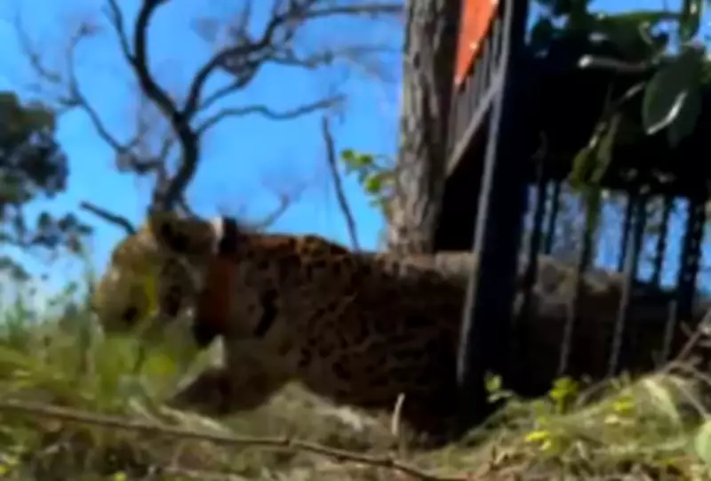 Onça-pintada capturada em Corumbá é solta na natureza no Pantanal