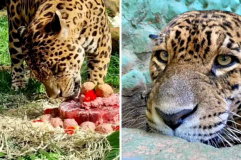 Onça-pintada de 21 anos morre no Parque Ecológico de Americana (SP)