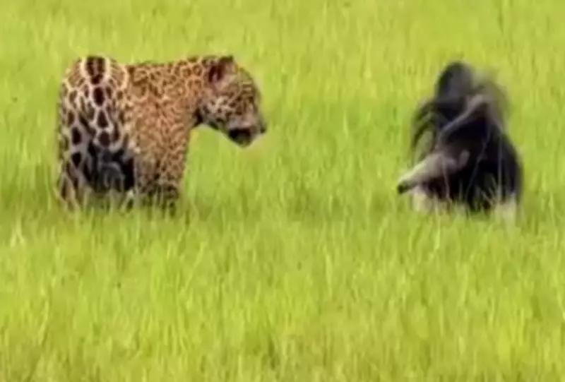 Onça-pintada e tamanduá-bandeira protagonizam duelo raro no Pantanal